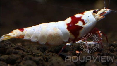 Pure Red Line SS SSS shrimp